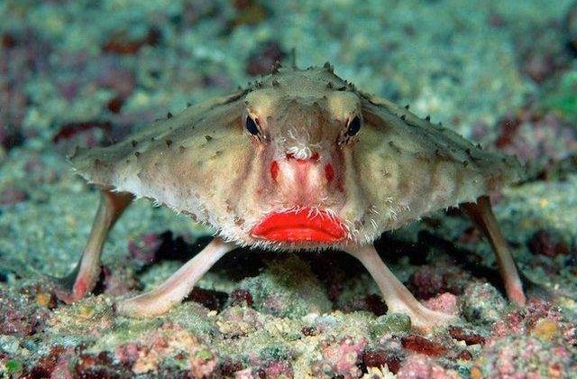 Iti dau fiori! Cele mai BIZARE animale de pe fata pamantului