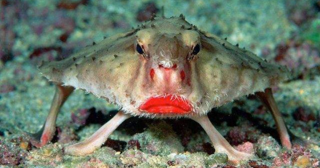  Top  Iti dau fiori! Cele mai BIZARE animale de pe fata pamantului