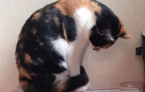 Ce face aceasta pisica dupa ce vede hamsterul alergand pe roata