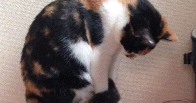 Ce face aceasta pisica dupa ce vede hamsterul alergand pe roata