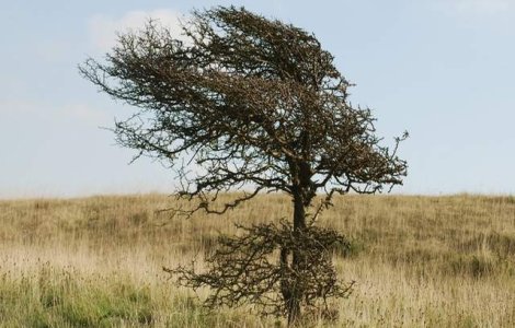 Atentionare cod GALBEN de vant pentru sudul si estul tarii