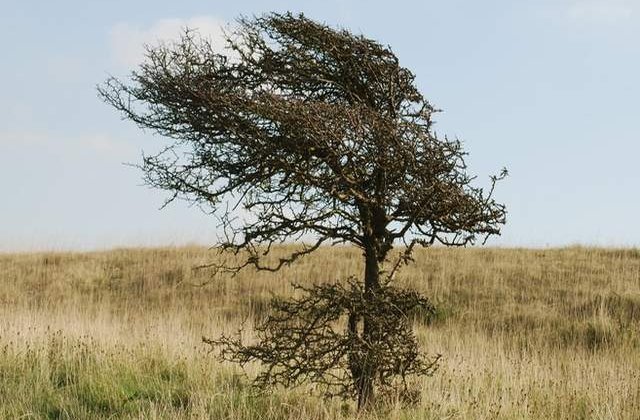 Atentionare cod GALBEN de vant pentru sudul si estul tarii