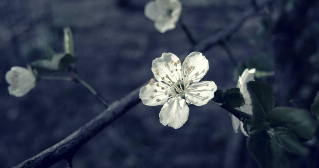  Top  Frumusetile naturii! Primele semne de primavara in Bucuresti