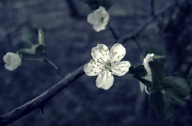 Frumusetile naturii! Primele semne de primavara in Bucuresti