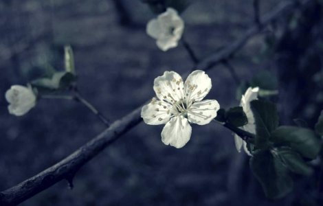  Top  Frumusetile naturii! Primele semne de primavara in Bucuresti