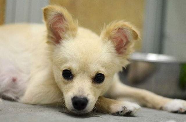 [VIDEO] Momentul emotionant in care aceasta catelusa este reunita cu puii pierduti