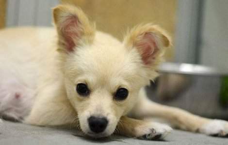 Momentul emotionant in care aceasta catelusa este reunita cu puii ei