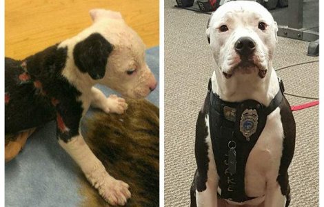 Un pui de catel salvat dintr-un incendiu a devenit pompier