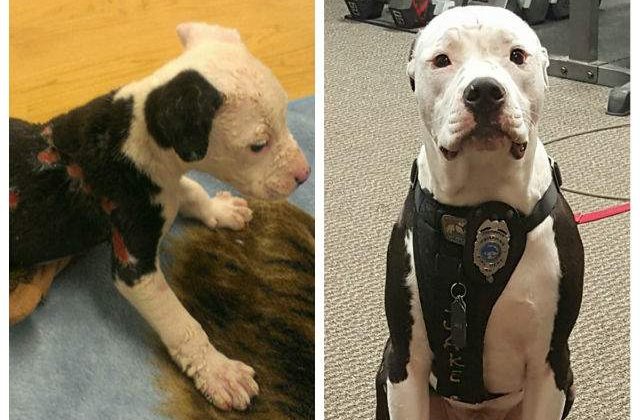 [FOTO] Un pui de catel salvat dintr-un incendiu a devenit pompier