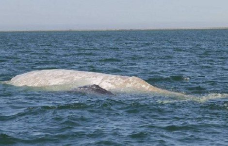 Un animal extrem de rar, fotografiat pentru prima data in cinci ani