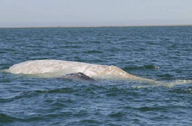 [VIDEO] Unul din cele mai rare animale din lume, fotografiat pentru prima data in cinci ani