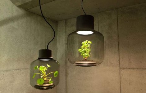 Design inedit: Lampile in care cresc plante