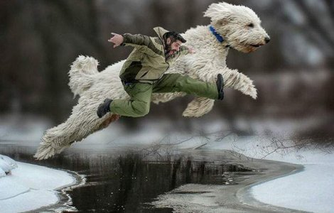  Foto  Aventurile unui fotograf si ale cainelui sau urias