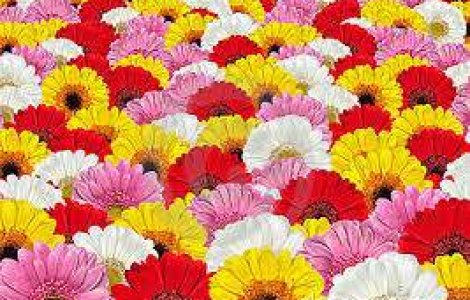 Comenzile online de flori au crescut semnificativ in martie