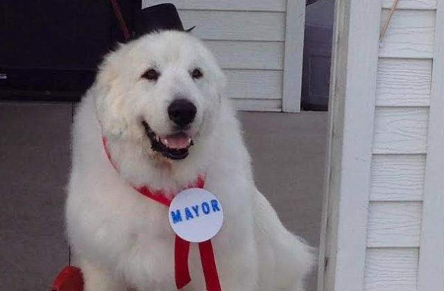 INEDIT. Un caine a fost ales primar intr-un orasel dintr-un stat american