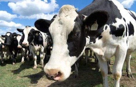 Un caz de boala vacii nebune, confirmat intr-o ferma din Franta