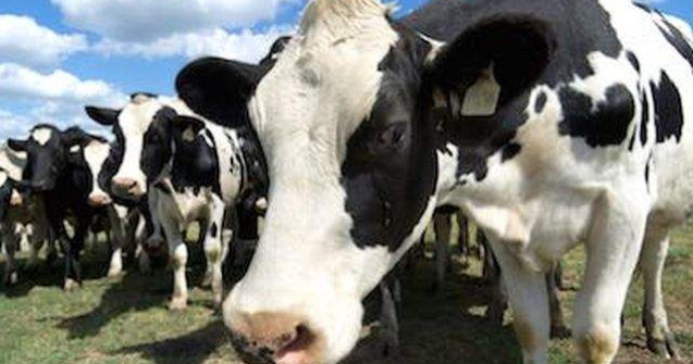Un caz de boala vacii nebune, confirmat intr-o ferma din Franta
