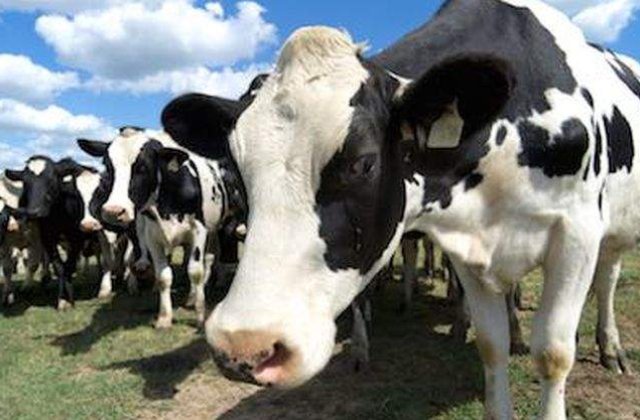 Un caz de boala vacii nebune a fost confirmat intr-o ferma din Franta