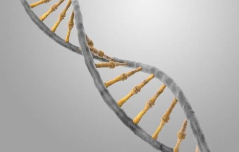 Genele umane contin fragmente de ADN non-uman