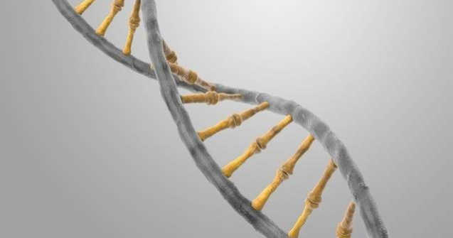 Genele umane contin fragmente de ADN non-uman