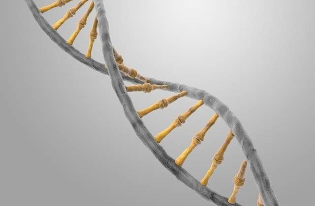 Genele umane contin fragmente de ADN non-uman