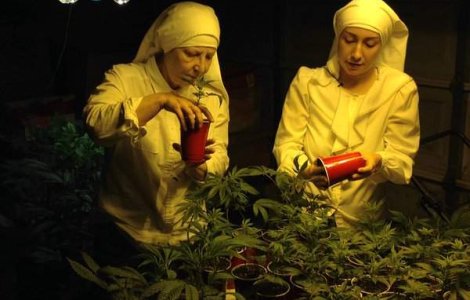  Top  Imagini INCREDIBILE cu maicute care cultiva marijuana
