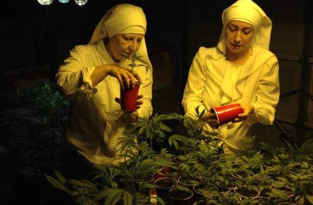 Imagini INCREDIBILE cu maicute care cultiva marijuana