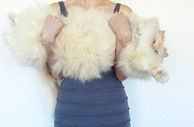 [FOTO] Probabil cea mai pufoasa pisica din lume