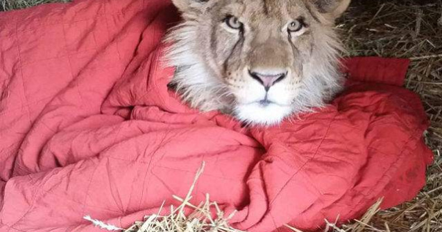 Amuzant: Acest leu nu poate dormi fara o paturica
