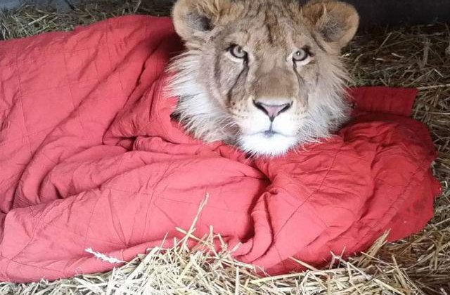 [VIDEO] Amuzant: Acest leu nu poate dormi fara o paturica