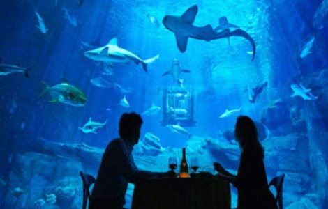 Cea mai tare experienta: poti petrece o noapte in mijlocul rechinilor