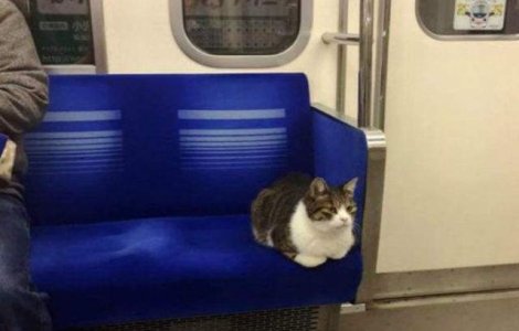  Foto  Aceasta pisica a fost vazuta calatorind de una singura cu metroul