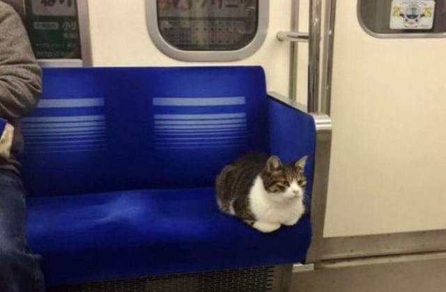 [FOTO] Aceasta pisica a fost vazuta calatorind de una singura cu metroul