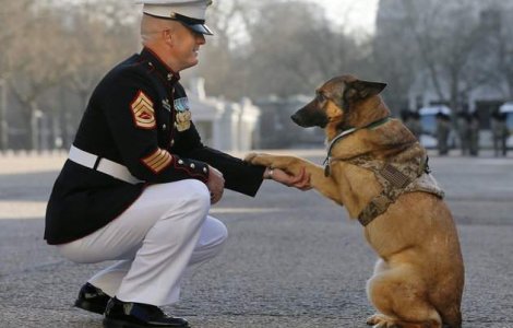 Cainele erou, care si-a pierdut un picior in Afghanistan, premiat