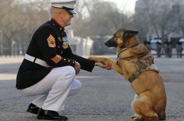 Cainele erou, care si-a pierdut un picior in Afghanistan, a primit medalia de onoare