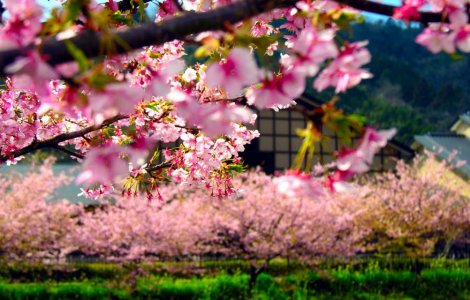  Top  Cum arata primavara in Japonia? FABULOS
