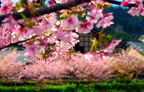  Top  Cum arata primavara in Japonia? FABULOS