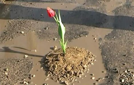 Protest inedit. Lalele plantate in gropile de pe drumuri