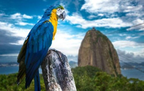  Top  9 curiozitati care demonstreaza ca padurea amazoniana este un paradis