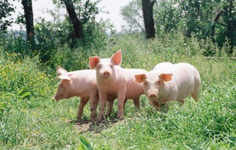 Alerta de pesta porcina africana in Suceava