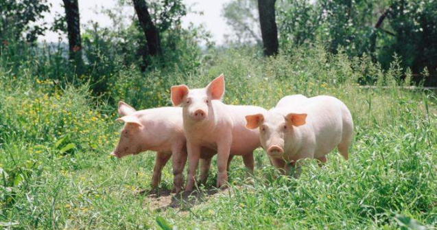 Alerta de pesta porcina africana in Suceava