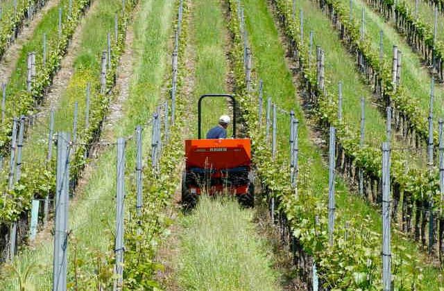 Agricultura din Romania, magnet pentru straini. De ce ai nevoie pentru a porni un business in acest domeniu