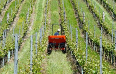 Agricultura din Romania, magnet pentru straini. De ce ai nevoie pentru a porni un business in acest domeniu