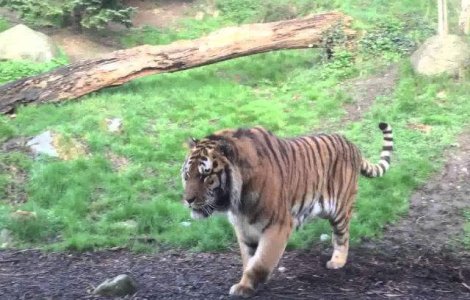 Cum reactioneaza un tigru atunci cand este trezit din somn