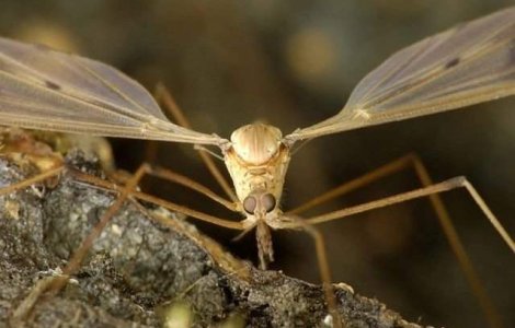 Virusul Zika cauzeaza microcefalia