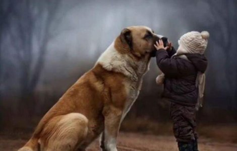  Top  Imagini care demonstreaza legatura indestructibila dintre om si caine