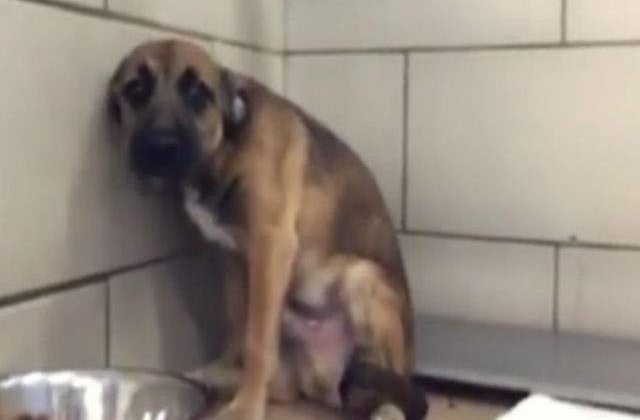 [VIDEO] Acest caine urmeaza sa fie adoptat. Reactia lui este emotionanta