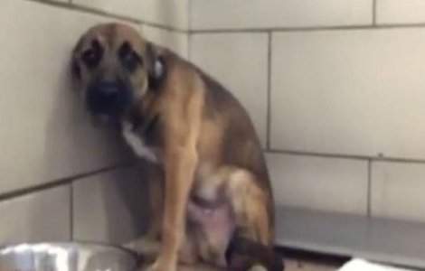 Acest caine urmeaza sa fie adoptat. Reactia lui este emotionanta