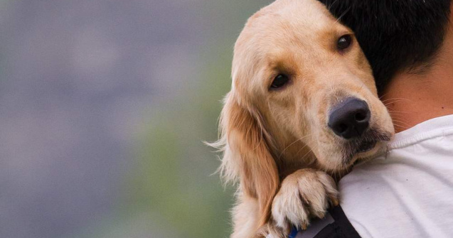  Video  De ce iubim mai mult cainii decat oamenii?