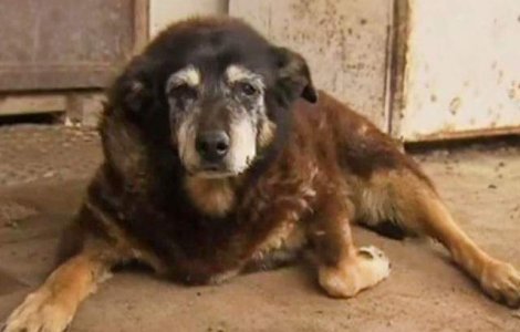 A murit cel mai batran caine din lume. Cati ani avea patrupedul